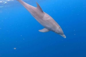 Занзибар: атолл Мнемба, ферма специй и лес Джозани