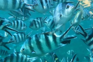 Занзибар: атолл Мнемба, ферма специй и лес Джозани