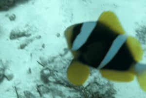 Занзибар: атолл Мнемба, ферма специй и лес Джозани