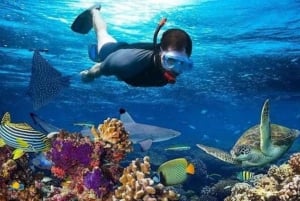 Sansibar: Mnemba Atoll Uinti ja snorklaus delfiinien kanssa