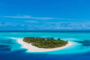 Zanzibar : safari bleu et dauphins à Mnemba