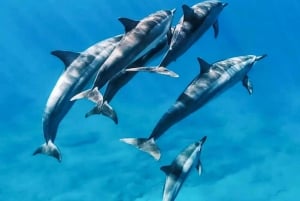 Zanzibar : safari bleu et dauphins à Mnemba