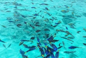 Zanzibar : safari bleu et dauphins à Mnemba