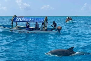 Zanzibar : safari bleu et dauphins à Mnemba
