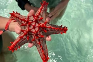 Zanzibar: Mnemba-delfiner, havssköldpaddor i akvarium och Kendwa Beach