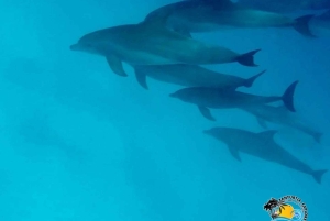 Zanzibar: Mnemba – uima delfiinien kanssa ja läpinäkyvä kajakki dronella