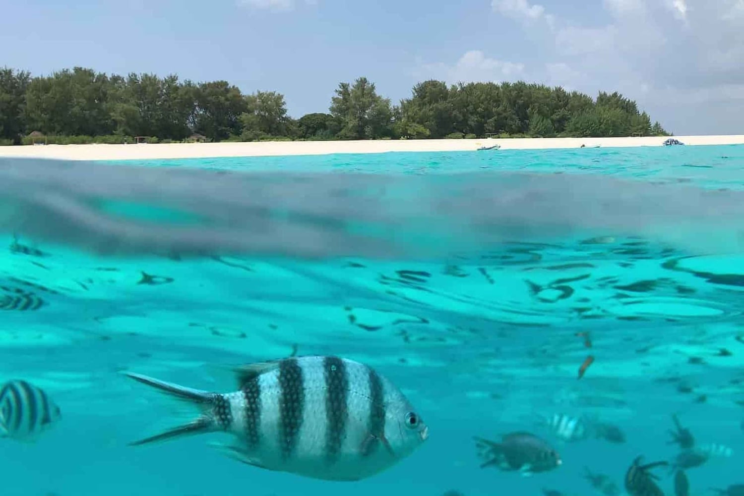 Zanzibar: Mnemba och simma med delfiner med lunch som tillval