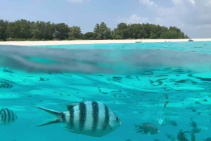 Zanzibar: Mnemba och simma med delfiner med lunch som tillval