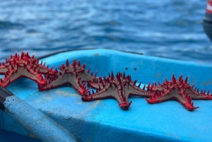 Zanzibar: Mnemba och simma med delfiner med lunch som tillval