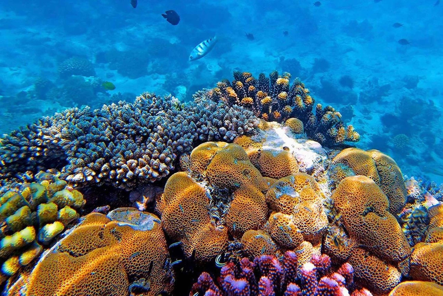 ZANZIBAR: Mnemba Dolphin tour, Jozani Forest and Stone town