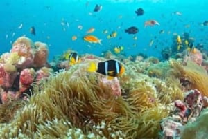 Zanzibar: wycieczka z delfinami w Mnemba i wycieczka piesza po Stone Town