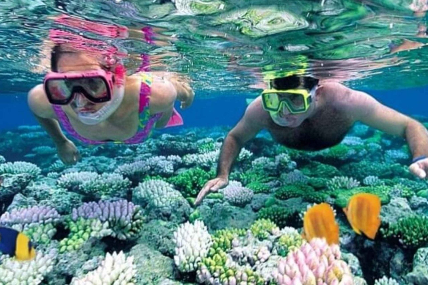 Zanzibar: Mnemba-dolfijnentocht, kruidenboerderij en Jozani-bos