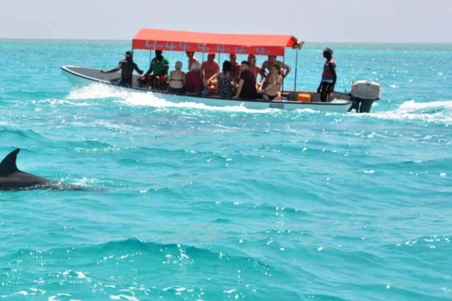 Zanzibar: Mnemba – pływanie z delfinami i żółwiami morskimi w oceanarium