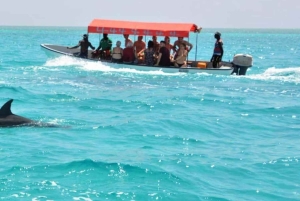 Zanzibar: Mnemba – pływanie z delfinami i żółwiami morskimi w oceanarium