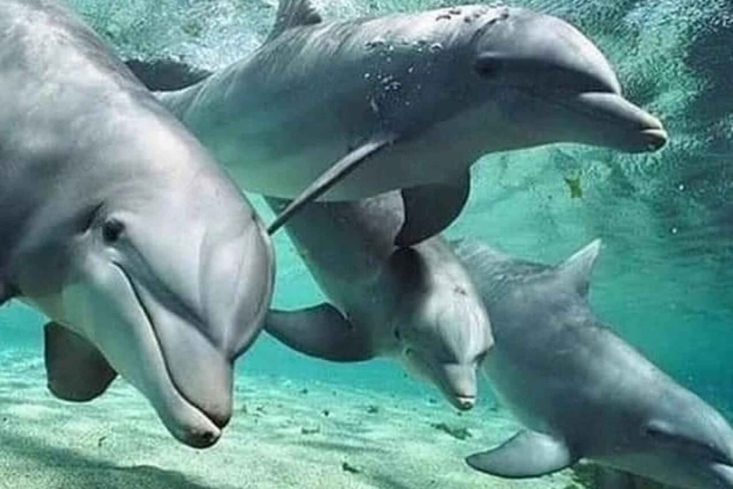 Zanzibar: Mnemba Dolphins, Jozani Forest & The Rock