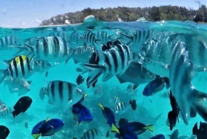 Zanzibar: Mnemba Dolphins, Jozani Forest & The Rock