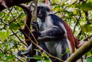 Zanzibar: Mnemba Dolphins, Jozani Forest & The Rock