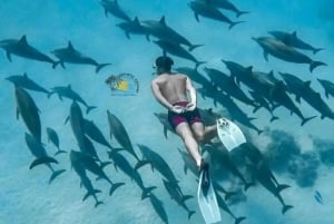 Zanzibar: mergulho com golfinhos em Mnemba e tartarugas no Aquário Baraka