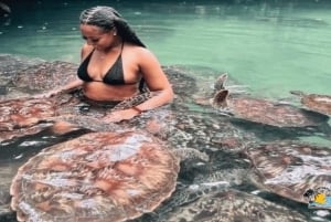 Zanzibar: mergulho com golfinhos em Mnemba e tartarugas no Aquário Baraka