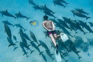 Zanzibar: Mnemba-dolfijnen snorkelen en Baraka-aquariumschildpadden