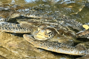 Zanzibar: Mnemba-dolfijnen snorkelen en Baraka-aquariumschildpadden
