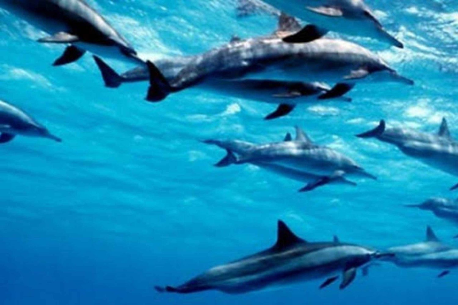 Sansibar: Mnemban delfiinit ja masai-kulttuuri