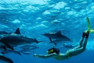 Zanzibar: Mnemba-delfintur med snorkling och sandbank