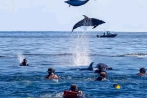 Zanzibar: Mnemba Dolphins Tour with Snorkeling and Sandbank