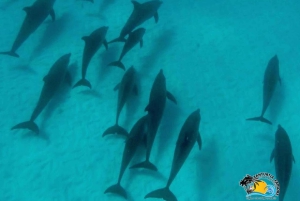 Zanzibar: Mnemba Dolphins Tour with Snorkeling and Sandbank