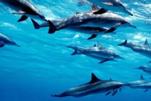 Zanzibar: Mnemba Dolphins Tour with Snorkeling and Sandbank