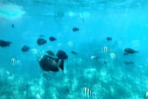 Sansibar: Mnemban saari ja Barakan akvaario – matkapäivä