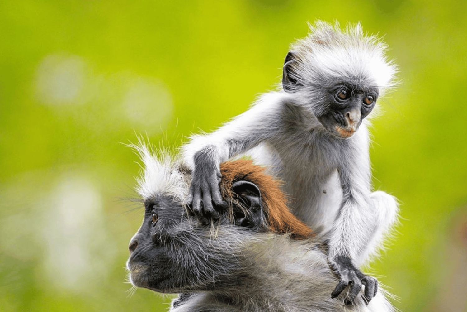 Zanzibar: Mnemba Island Atoll guidet dagsudflugt