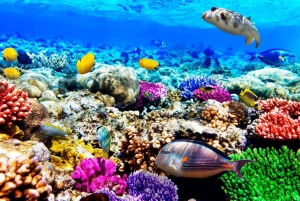 Zanzibar: Mnemba Island Atoll guidet dagsudflugt