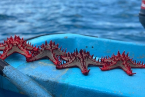 Sansibar: Mnemba Island & Delfinschwimmen mit optionalem Mittagessen
