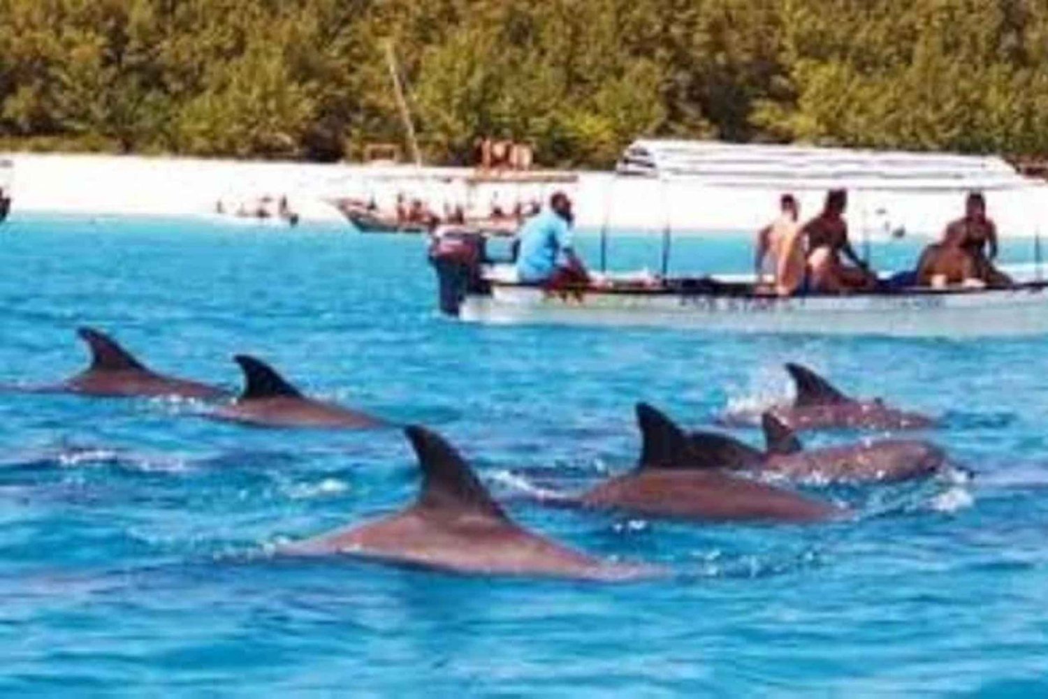 Zanzibar: Mnemba-øya, svømming med delfiner og skilpadder i Salam-hulen