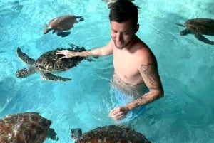 Zanzibar: Svøm med delfiner og havskildpadder i Mnemba-akvarium