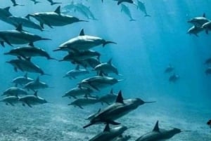 Zanzibar: Svøm med delfiner og havskildpadder i Mnemba-akvarium