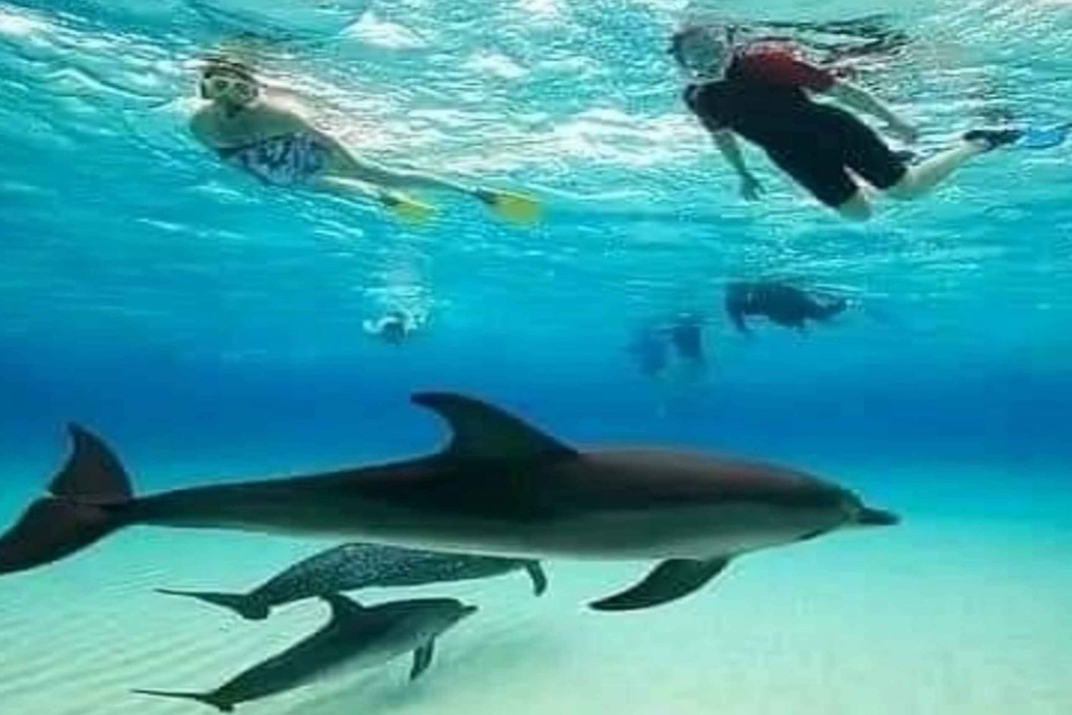 ヌングウィ発：ムンバ島ドルフィンウォッチングとスノーケリング