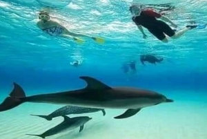 Au départ de Nungwi : observation des dauphins et plongée avec tuba sur l'île de Mnemba