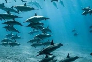 Au départ de Nungwi : observation des dauphins et plongée avec tuba sur l'île de Mnemba