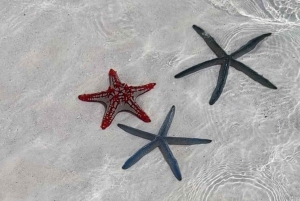 Au départ de Nungwi : observation des dauphins et plongée avec tuba sur l'île de Mnemba