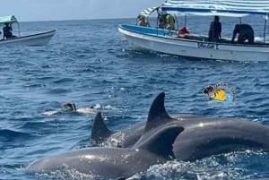 Zanzibar: Excursão para ver golfinhos e nadar com tartarugas na Ilha Mnemba
