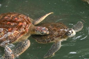 Zanzibar: Excursão para ver golfinhos e nadar com tartarugas na Ilha Mnemba