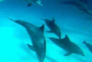 Zanzibar: Halvdagstur till Mnemba Island med delfiner och snorkling