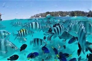 Zanzibar:Mnemba Island Full Day, Live Aquarium Turtle House
