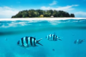 Zanzibar:Mnemba Island Full Day, Live Aquarium Turtle House
