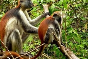 Zanzíbar: Isla Mnemba, Bosque Jozani y Cueva Salaam