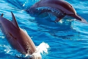 Zanzíbar: Isla Mnemba, Bosque Jozani y Cueva Salaam