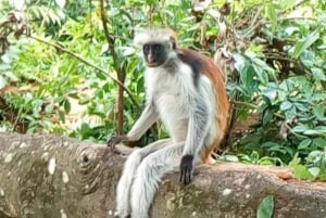 Zanzíbar: Isla Mnemba, Bosque Jozani y Cueva Salaam