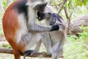 Zanzíbar: Isla Mnemba, Bosque Jozani y Cueva Salaam